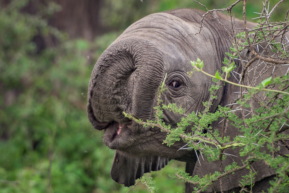 At birth, elephants have no control over their seemingly unwieldy trunks; it takes months of practice in order for them to learn how to use the appendage effectively.